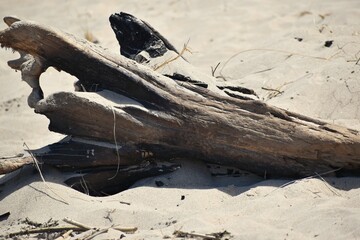 driftwood on the beach