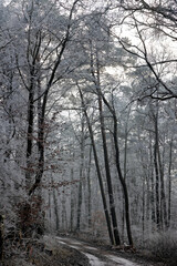 frozen and snow-covered forest in Baden Wuerttemberg