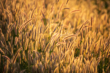 Grass flowers in warm light or sunset time light tone.