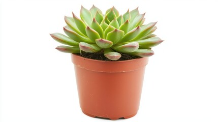 Fototapeta premium A close-up of a small potted plant with a succulent on a white isolated background