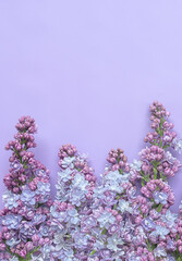 lilac flowers on a lilac background.  spring, easter background. top view. copy space 