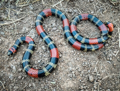Micrurus altirostris (coral (coral-snake)_