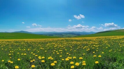 Fototapeta premium A panoramic view of a green field covered with vibrant yellow dandelions stretches beneath a clear blue sky, creating a serene and sunny spring day scene.
