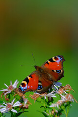 butterfly on a flower