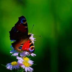 butterfly on flower