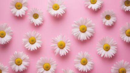 The charming daisy flowers create a harmonious repeating design on a pink backdrop, blending simplicity and elegance for fabric or decorative use.