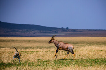 Topi Antelope