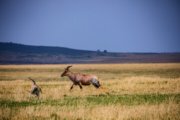 deer in the field