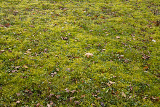 Moss growing in the lawn which needs scarifying