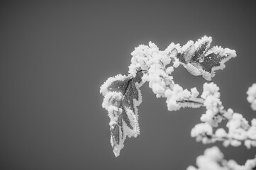 Obraz premium Close up of frozen leaf with frost crystals in winter season.