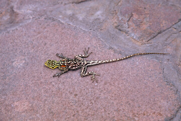 Closeup of a Namib Rock Agama, Damaraland Namibia
