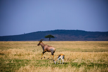 antelope in the field