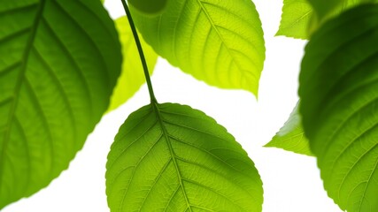 Fototapeta premium Lush Green Leaves on White Background