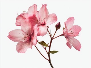 Pink Flower Close Up