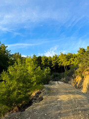 Obraz premium Nature trail winding through pine trees under a clear blue sky in late afternoon