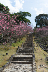 春の今帰仁城跡・沖縄県・1月のカンヒザクラ