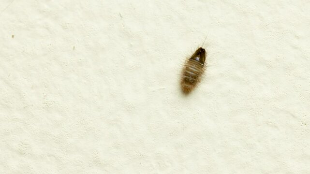 Close-up of Carpet Beetle Larva on White Surface, isolated 4k video