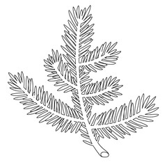 fir branch drawing