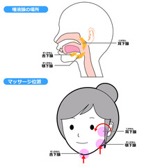唾液腺の位置とマッサージ