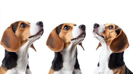 Beagle Dogs A Playful and Loyal Companion