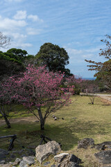 春の今帰仁城跡・沖縄県・1月のカンヒザクラ