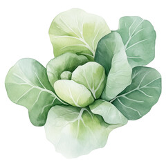 Fototapeta premium simple watercolor illustration of A Cabbage, on the edge of it, against a white background.