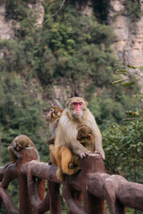 Naklejka premium Monkeys in Zhangjiajie China Avatar Mountains