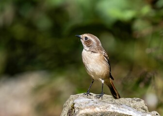 Small brown bird perched on rock
