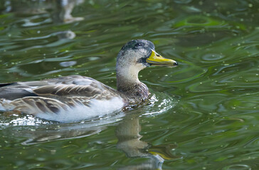 close up beautiful male duck, mallard looks up, turquoise plumage of a waterfowl, yellow beak, drops dripping from the head, water droplets on the feathers
