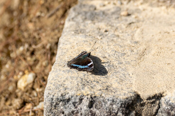 A Blue Admiral Butterfly Resting on a Stone