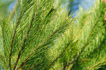 Close-Up of Pine Needles in Spring