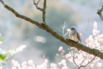 Brown-eared Bulbul and Plum Blossoms Lit by the Sunset