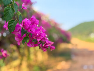 Authentic Kampot Pepper Harvest at La Plantation, Cambodia. Experience the world-renowned Kampot pepper at La Plantation, Cambodia, where tradition and quality meet. This captivating image showcases l