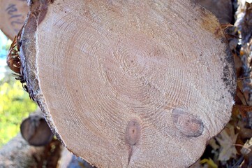 tree, log, autumn, day, forest