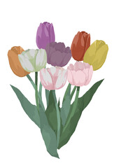 一束のチューリップのイラスト
