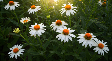  Stylish white flowers with eye-catching orange centers are prospering in a garden atmosphere.