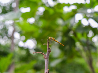 Dragonfly perched on a thin, brown twig, captured in sharp detail against a backdrop of blurred. Dragonfly on tree branch in nature. Detailed macro image, close up