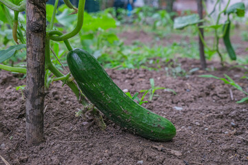Fresh, green, single cucumber hanging from a vine in a vegetable garden. Close up of a ripe cucumber plant growing on a vine above ground. Concept of natural agriculture, organic farming