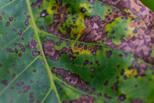 Diseased leaf with brown, yellow, and green spots. Diseased leaf with multiple colored spots. Close up, macro, discoloration, sick, significant damage, infection, bacterial scorch, blurred background
