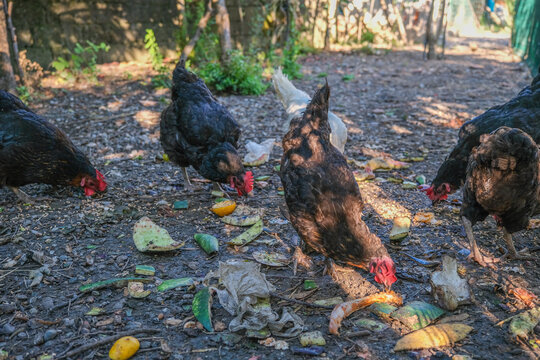 Brown chickens foraging for food on a dirt ground. Free range chickens pecking at scraps in a garden. Domestic fowls searching for food amidst scattered debris