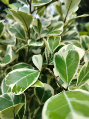 Lush green leaves with striking white edges create a vibrant and refreshing natural backdrop.