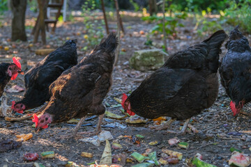 Brown chickens foraging for food on a dirt ground. Free range chickens pecking at scraps in a garden. Domestic fowls searching for food amidst scattered debris