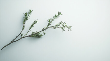 Fototapeta premium Fresh green herb branch on a light background showcasing natural texture and detail