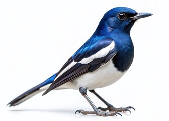 Obraz premium Minimalist Oriental Magpie Robin Bird on White Background – Wild Animal Stock Photo