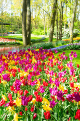 Fototapeta premium Rows of tulip flowers