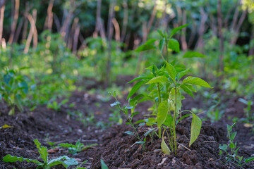 Green pepper plants growing in a garden. Detailed view of young pepper seedlings in vegetable...
