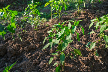 Green pepper plants growing in a garden. Detailed view of young pepper seedlings in vegetable garden under the warm sunlight. Fresh crops emerging from rich brown earth. Close up, fertile soil