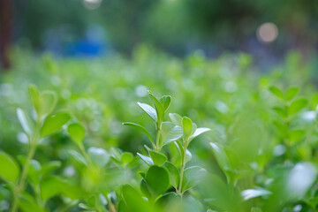 Fresh lush green leaves in garden. Vibrant peaceful greenery with new leaves emerging. Fresh growth and natures beauty in springtime. Concept of foliage and sprouts. Close up