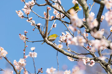 Japanese White-eye Birds and White Plum Blossoms