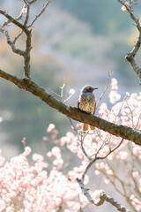 Brown-eared Bulbul and Plum Blossoms Lit by the Sunset